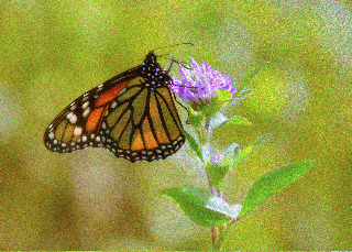 Monarch Pastel